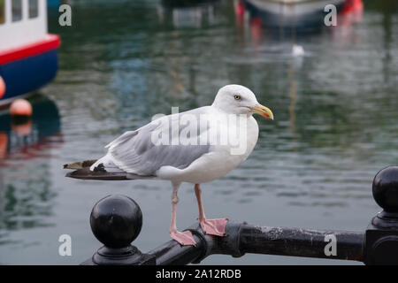 Aringa europea gull nome latino Larus argentatus nel porto di Mevagissey Cornovaglia Foto Stock