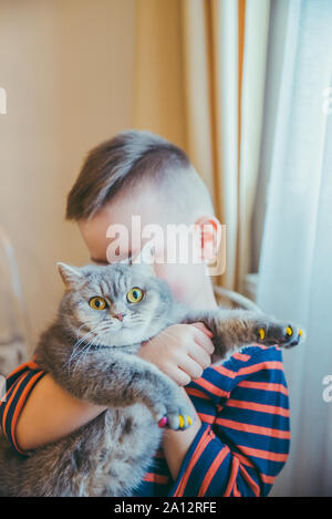 Poco toddler boy azienda British Shorthair cat in mani Foto Stock