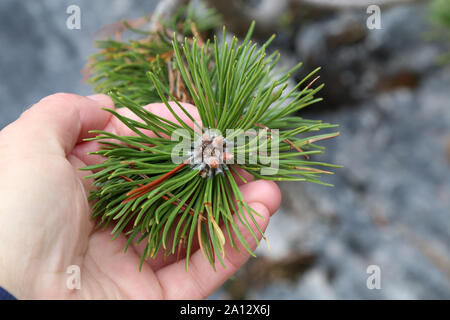 Pinus mugo strisciante di conifere di pino nelle Alpi. Foto Stock