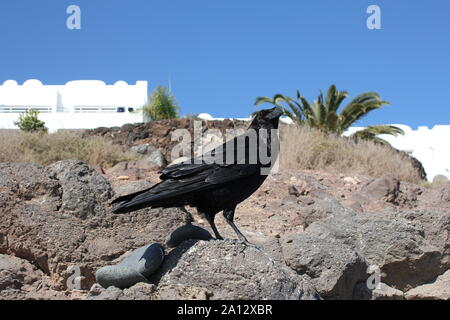 Corvo Imperiale (Corvus corax) a Costa Calma Fuerteventura, Spagna Foto Stock