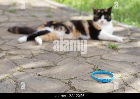 Tricolore cat resto all'aperto, vicino a collare blu sul pavimento. Foto Stock