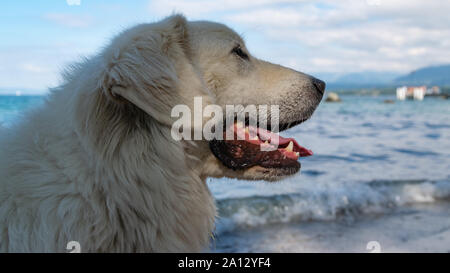 Ritratto della testa del Tatra polacchi Sheepdog sullo sfondo del lago e il cielo. Foto Stock