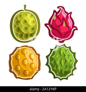 Vettore icone Set di colorati frutti esotici: 4 loghi primitiva di frutta tailandese isolato su bianco, set di cartoon semplice adesivi per succhi di frutta o caramelle, labe Illustrazione Vettoriale
