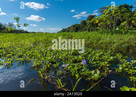 Foresta pluviale brasiliana alla fine della stagione delle piogge in maggio, Mamirauá lo sviluppo sostenibile Riserva, Rio Japurá,Tefé, stato di Amazzonia, Brasile, dell'America Latina Foto Stock