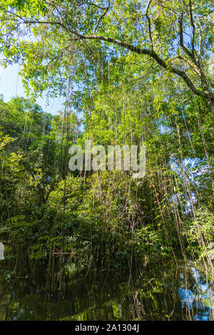 Foresta pluviale brasiliana alla fine della stagione delle piogge in maggio, Mamirauá lo sviluppo sostenibile Riserva, Rio Japurá,Tefé, stato di Amazzonia, Brasile, dell'America Latina Foto Stock