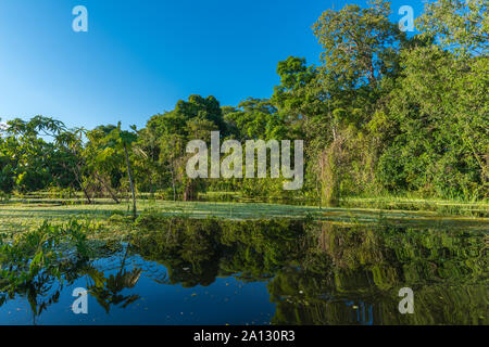 Foresta pluviale brasiliana alla fine della stagione delle piogge in maggio, Mamirauá lo sviluppo sostenibile Riserva, Rio Japurá,Tefé, stato di Amazzonia, Brasile, dell'America Latina Foto Stock