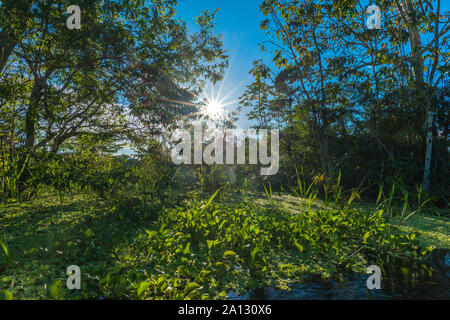 Foresta pluviale brasiliana alla fine della stagione delle piogge in maggio, Mamirauá lo sviluppo sostenibile Riserva, Rio Japurá,Tefé, stato di Amazzonia, Brasile, dell'America Latina Foto Stock