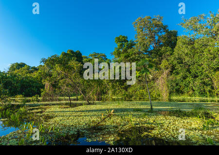 Foresta pluviale brasiliana alla fine della stagione delle piogge in maggio, Mamirauá lo sviluppo sostenibile Riserva, Rio Japurá,Tefé, stato di Amazzonia, Brasile, dell'America Latina Foto Stock