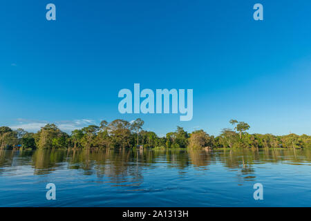 Foresta pluviale brasiliana alla fine della stagione delle piogge in maggio, Mamirauá lo sviluppo sostenibile Riserva, Rio Japurá,Tefé, stato di Amazzonia, Brasile, dell'America Latina Foto Stock