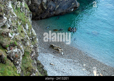 Atlantic grigio guarnizioni baby & madri Halichoerus grypus vista dall'alto sulla spiaggia e in acqua vicino Martins Haven in Pembrokeshire Wales UK KATHY DEWITT Foto Stock