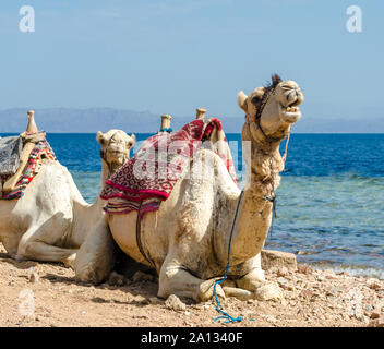 Urlando cammello sulla costa del mare in Egitto Dahab Sinai del Sud Foto Stock