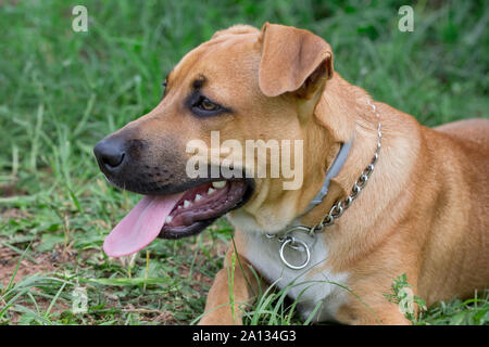 Carino l'american pit bull terrier cucciolo è sdraiato su un prato verde nel parco. Gli animali da compagnia. Cane di razza. Foto Stock