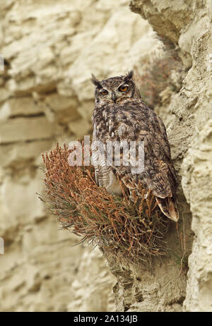 Magellanic cornuto Civetta (Bubo magellanicus) adulto appollaiato sulla mensola sulla scogliera Tierra del Fuego, Cile Gennaio Foto Stock