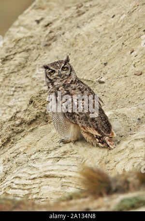 Magellanic cornuto Civetta (Bubo magellanicus) adulto arroccato sulla scogliera Tierra del Fuego, Cile Gennaio Foto Stock