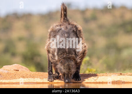 Babbuino ( Chacma) bevendo al waterhole nella parte anteriore del livello di acqua a nascondere Welgevonden Game Reserve, Sud Africa. Foto Stock