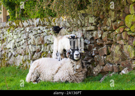 Pecora con due agnelli vicino Sedburgh, Cumbria Foto Stock