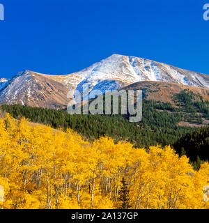 Aspen in autunno a colori al di sotto dei picchi di lima vicino a lima, montana Foto Stock