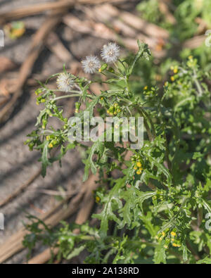 La semina le teste dei fiori e teste di seme di un comune Groundsel / Senecio vulgaris in autunno sunshine. Pianta medicinale una volta usati in prodotti a base di erbe. Foto Stock