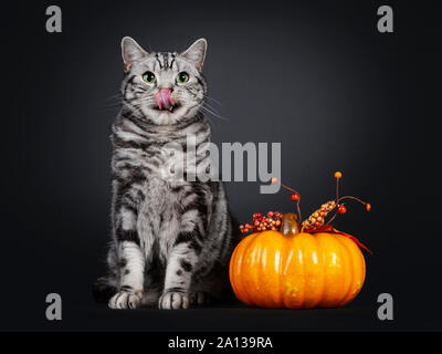 Bel silver tabby British Shorthair cat, seduto accanto a arancione zucca. Guardando accanto a lente con capace di incantare gli occhi verdi e leccare il naso con rosa Foto Stock