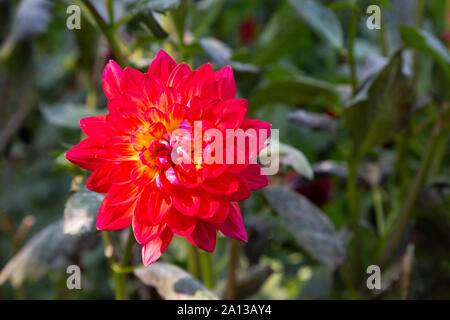 Ninfea Dahlia di tipo ' Kilburn Glow ' in fiore, close up; un rosso dahlia fioritura NEL REGNO UNITO Foto Stock