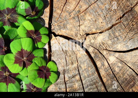 La foto mostra un Lucky Clover bordo su un sfondo di legno. Foto Stock