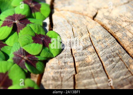La foto mostra Lucky Clover bordo su un sfondo di legno. Foto Stock
