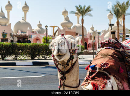 Un cammello di equitazione in un brillante coltre sulla soleggiata street di Sharm El Sheikh Foto Stock