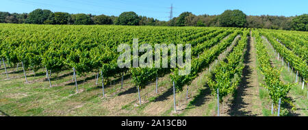 Uva e vigneti a Bolney Wine Estate - Vigneto - Bolney, Haywards Heath, West Sussex, in Inghilterra, Regno Unito Foto Stock