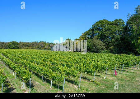 Uva e vigneti a Bolney Wine Estate - Vigneto - Bolney, Haywards Heath, West Sussex, in Inghilterra, Regno Unito Foto Stock