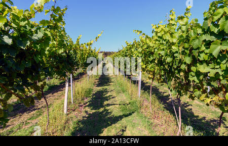 Uva e vigneti a Bolney Wine Estate - Vigneto - Bolney, Haywards Heath, West Sussex, in Inghilterra, Regno Unito Foto Stock