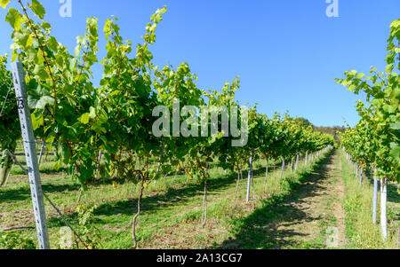 Uva e vigneti a Bolney Wine Estate - Vigneto - Bolney, Haywards Heath, West Sussex, in Inghilterra, Regno Unito Foto Stock