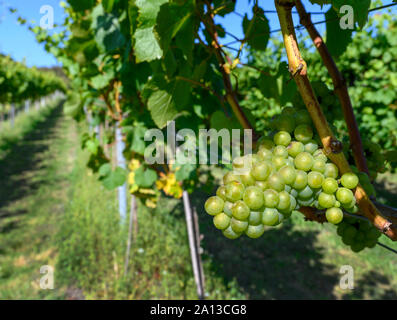 Uva e vigneti a Bolney Wine Estate - Vigneto - Bolney, Haywards Heath, West Sussex, in Inghilterra, Regno Unito Foto Stock