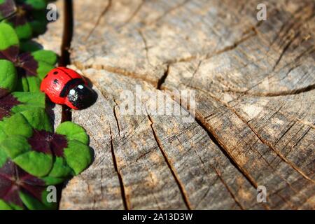 La foto mostra un Lucky Clover bordo su un vecchio tronco di albero. Foto Stock