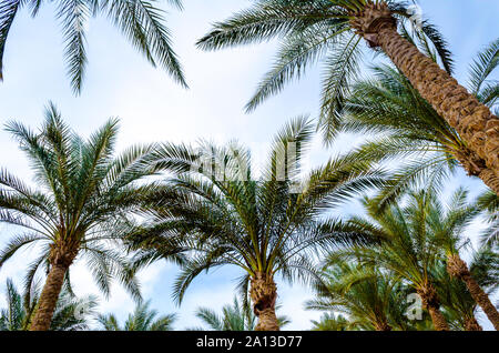 Data di diverse palme vengono girati dal basso contro un cielo blu con nuvole nel pomeriggio Foto Stock