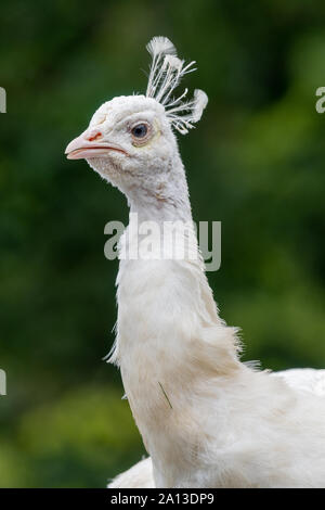 Colpo alla testa di un leucistic peacock (pavo cristatus) con uno sfondo verde Foto Stock