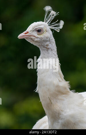 Colpo alla testa di un leucistic peacock (pavo cristatus) con uno sfondo verde Foto Stock