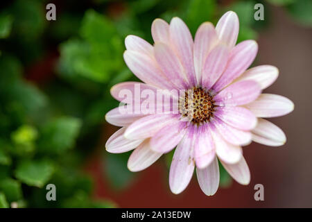 Close-up di daisy-come flower presso la North Carolina Arboretum, Asheville, North Carolina, STATI UNITI D'AMERICA Foto Stock