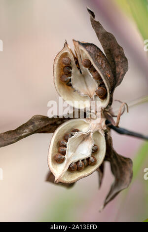 Seme Pod (o) Seedhead della palude Hibiscus (Hibiscus coccineus) - North Carolina Arboretum, Asheville, North Carolina, STATI UNITI D'AMERICA Foto Stock