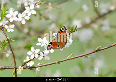 Farfalla di pavone nel biancospino Foto Stock