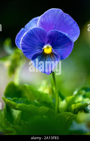 Serie di corona Pansy (Viola x wittrockiana 'Blu') - North Carolina Arboretum, Asheville, North Carolina, STATI UNITI D'AMERICA Foto Stock