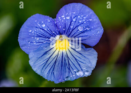 Serie di corona Pansy (Viola x wittrockiana 'Blu') - North Carolina Arboretum, Asheville, North Carolina, STATI UNITI D'AMERICA Foto Stock