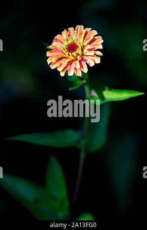 Regina serie di lime (Zinnia Zinnia elegans "arancione") - North Carolina Arboretum, Asheville, North Carolina, STATI UNITI D'AMERICA Foto Stock