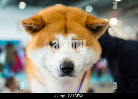 Akita Inu di razza cucciolo di cane guardando la fotocamera Foto Stock