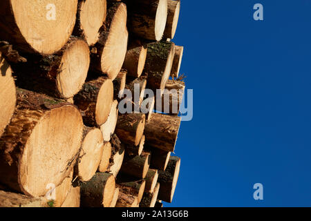 Pali di legno di abete rosso appena raccolti. Tronchi di alberi tagliati e accatastati in foresta. Tronchi di legno. Foto Stock