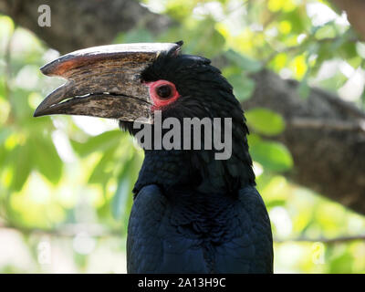 Voce maschile Trumpeter Hornbill (Bycanistes bucinator) con grande ruvida casque & pelle rosa round occhio nero nella tettoia di albero a Victoria Falls, Zambia, Africa Foto Stock