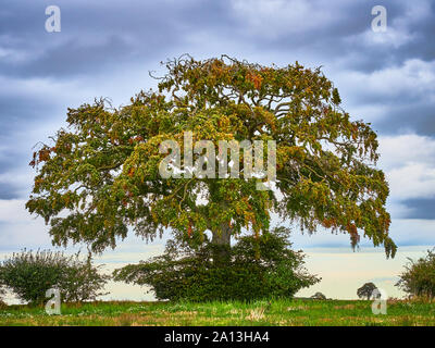 Chiudere il raccolto di un Europeo il faggio Fagus sylvatica isolata contro un oscuro moody drammatico cielo atmosferica come mostra il primo suggerimento di colore di autunno Foto Stock