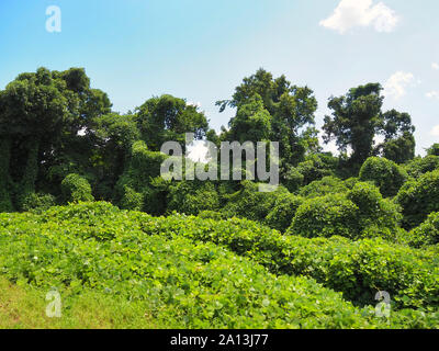 Invasiva ed estremamente rapida crescita kudzu vitigni hanno coperto una banchina clearing, scalato ogni tronco di albero e soffochiamo nativi di fogliame. Il Foto Stock