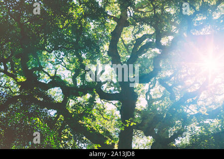 La luce del sole lo streaming attraverso la corona di quercia. Vista dal basso del grande albero possente. Foto Stock