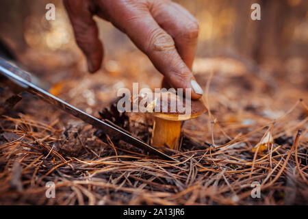 Raccolta dei funghi. Uomo di tagliare il polacco fungo con un coltello nella foresta di autunno. Stagione di raccolta dei funghi Foto Stock
