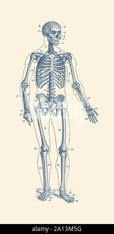 Vintage stampa anatomia di uno scheletro rivolto in avanti con le ossa numerate. Foto Stock